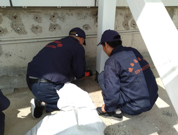 西安灭鼠公司
